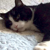 Bertie, from Lancashire Paws Cat Rescue, homed through CatChat