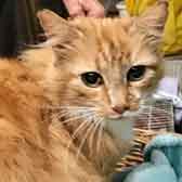 Bonnie, from Whinnybank Cat Sanctuary, Newburgh, homed through Cat Chat