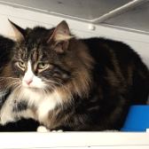 Boris, from Maesteg Animal Welfare Society, homed through CatChat