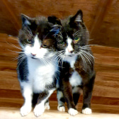 BT & Sabrina, from Cat Rescue West Wales, homed through CatChat