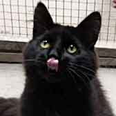 Foxy, from Whinnybank Cat Sanctuary, Newburgh, homed through Cat Chat