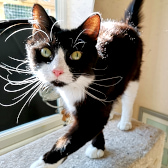 Holly, from Bushy Tail Cat Aid, homed through CatChat
