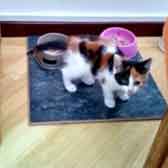 Katie, from Ryedale & Scarborough Cat Welfare, Scarborough, homed through Cat Chat