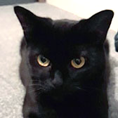 Maisie, from Cat Action Trust 1977 - Leeds, homed through CatChat