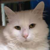 Marshmallow, from Bushy Tail Cat Aid, Watford, homed through Cat Chat