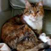 Molly, from Caring Animal Rescue, Stafford, homed through Cat Chat