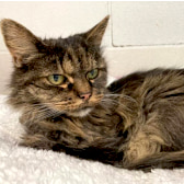 Olivia, from The Oxfordshire Animal Sanctuary, homed through CatChat
