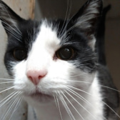 Patch, from Whinnybank Cat Sanctuary, homed through CatChat