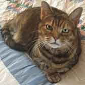 Penny, from Animal Concern Cumbria, Egremont, homed through Cat Chat
