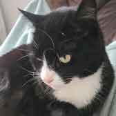Polly, from Caring Animal Rescue, Stafford, homed through Cat Chat