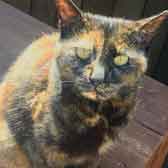 Poppy, from Caring Animal Rescue, Stafford, homed through Cat Chat