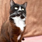 Prince, from Thanet Cat Club, homed through CatChat