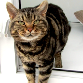 Ruby, from Thanet Cat Club, homed through CatChat