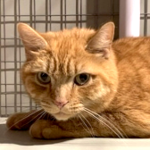 Sandy, from Maesteg Animal Welfare Society, homed through CatChat