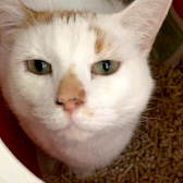 Stan, from Maesteg Animal Welfare Society, homed through CatChat