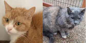 The two Maisies, from Maesteg Animal Welfare Society, Bridgend, homed through Cat Chat