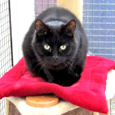Thomas, from Thanet Cat Club, homed through CatChat