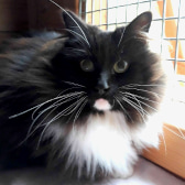 Venus, from Paws & Claws Animal Rescue Service, homed through CatChat