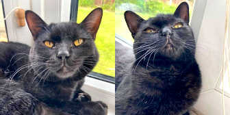 Walter & Wilma, from Independent Cat Rescue, homed through CatChat