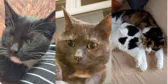 Binch, Kitty, Olly & Polly, from BJ Cat Rescue, Nottingham, homed through Cat Chat