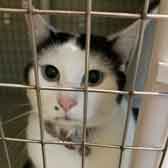 Chelsea, from Maesteg Animal Welfare Society, Bridgend, homed through Cat Chat