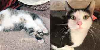 Finn & Poppy, from Burton Joyce Cat Rescue, Nottingham, homed through Cat Chat