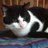Guy, from KP Animal Rescue, Rochford, homed through Cat Chat
