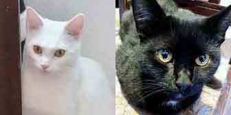 Jack & Salem, from Feline Network Devon, Paignton, homed through Cat Chat