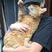 Linguini, from Springfield Rescue, Chelmsford, homed through Cat Chat