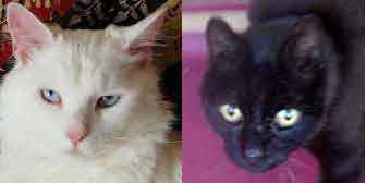 Mikey & Gordon, from Kingsdown Cat Sanctuary, Deal, homed through Cat Chat