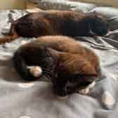 Millie & Domino, from CRG Animal Rescue, Leicester, homed through Cat Chat