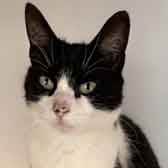 Missie, from Maesteg Animal Welfare Society, Bridgend, homed through Cat Chat
