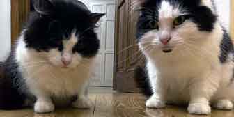 Mollie & Maisie, from Burton Joyce Cat Welfare, Nottingham, homed through Cat Chat