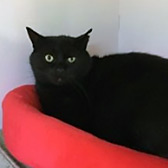 Neron, from Felines 1st, Crawley, homed through Cat Chat