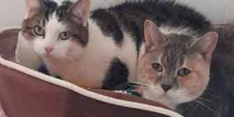 Peanut & Loli, from Barnsley Animal Rescue Charity, Barnsley, homed through Cat Chat