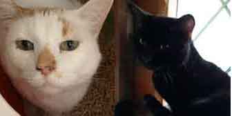 Stan & Marley, from Maesteg Animal Welfare Society, Bridgend, homed through Cat Chat