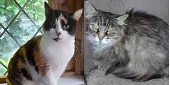 Tabitha & Willow, from Maesteg Animal Welfare Society, Bridgend, homed through Cat Chat