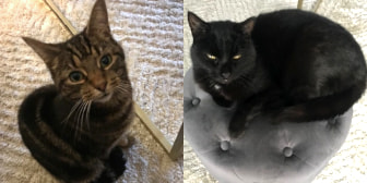 Coco & Vegas, from Whinnybank Cat Sanctuary, homed through CatChat
