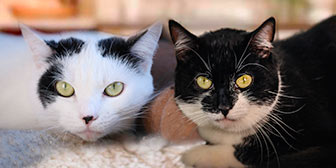 Fern & Joy, from Plymouth Cat Rescue, Devon, homed through Cat Chat