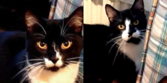 Flash & Charming, from Whinnybank Cat Sanctuary, homed through CatChat
