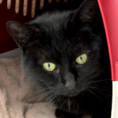 Freddie, from Thanet Cat Club, homed through CatChat