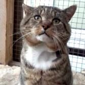 Kimba, from Mitzi's Kitty Corner, homed through CatChat