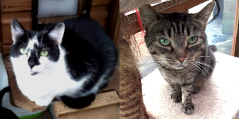Lottie & Lily, from Cat Action Trust 1977 - Leeds, homed through CatChat