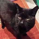 Midnight, from Pippa's Army Lost & Found Pets Havering & Thurrock, Grays, homed through Cat Chat