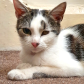 Misty, from Rescue Kitties Ltd, homed through CatChat