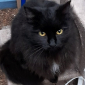 Molly, from Maesteg Animal Welfare Society, homed through CatChat