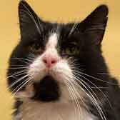 Oscar, from Independent Cat Rescue, Manchester, homed through Cat Chat