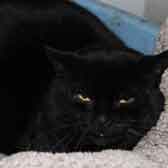 Panther, from Whinnybank Cat Sanctuary, Newburgh, homed through Cat Chat