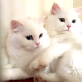 Pushkin & Cloud, from All Animal Rescue, homed through CatChat