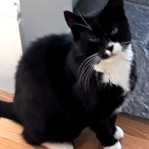 Sidney, from Thanet Cat Club, homed through CatChat